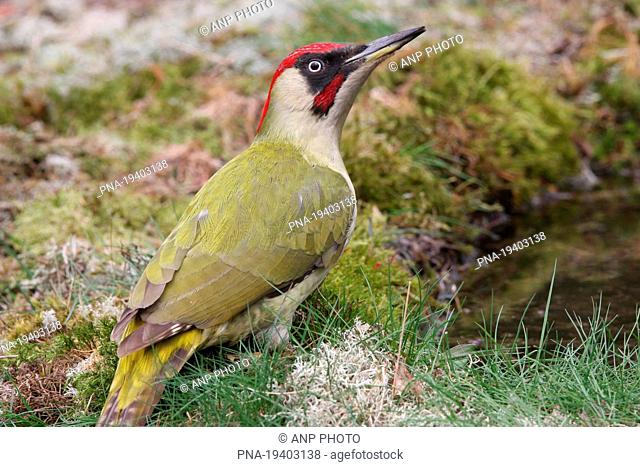 Eurasian Green Woodpecker Picus viridis - Lemelerberg en Archemerberg, Lemele, Salland, Overijssel, The Netherlands, Holland, Europe