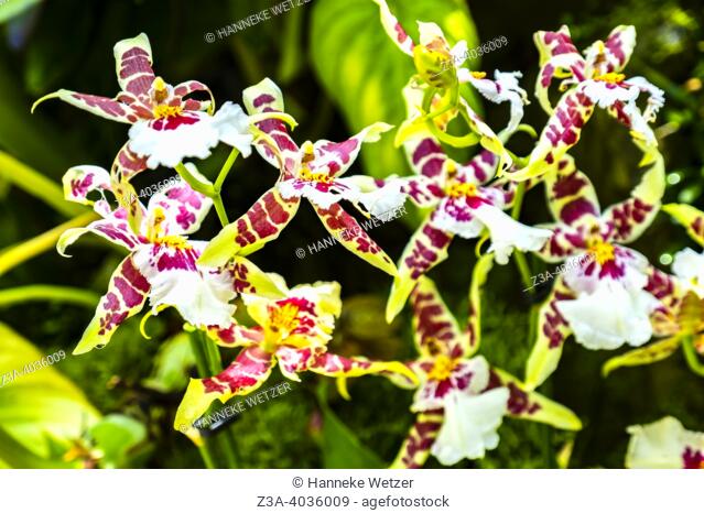 Closeup of the Beallara orchid flower