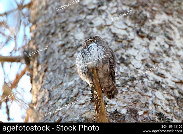 Eurasian pygmy owl (Glaucidium passerinum) Swabian Jura