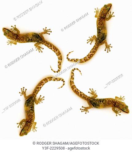 A montage of 4 young geckos forming a geometric pattern