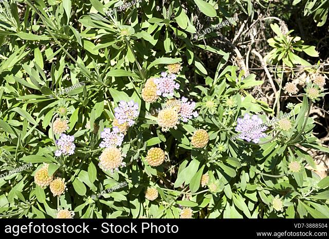 Scabiosa cretica or Lomelosia cretica is a perennial plant native to Crete, Balearic Islands and Sicily