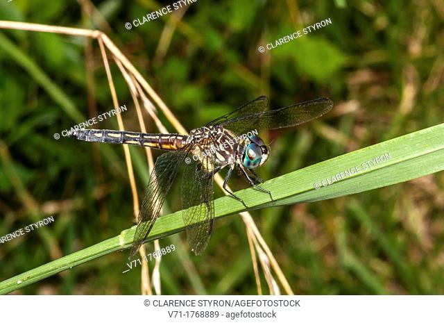 Blue Dasher Dragonfly Pachydiplax longipennis at North Carolina Outer Banks, USA