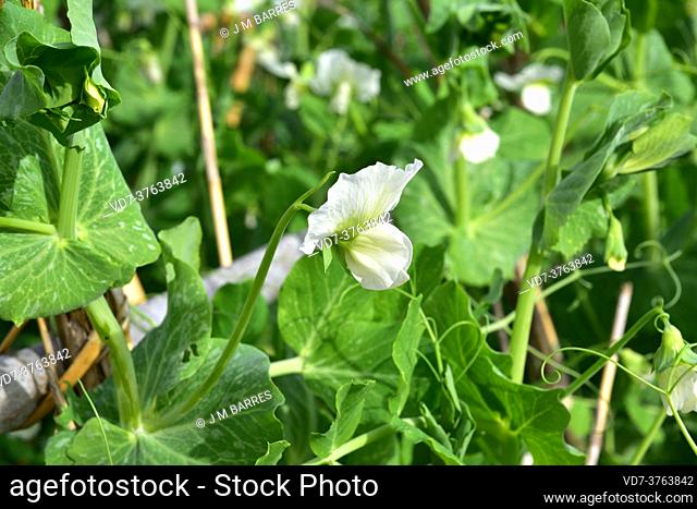 Pea (Pisum sativum) is an annual vining plant native to Mediterranean region and widely cultivated for its edible seeds. Flower detail