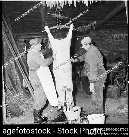 ***JANUARY 3, 1967 FILE PHOTO***Traditional hog-killing time in Czech Republic, January 3, 1967. Skilled butcher with the help of family members and neighbours...