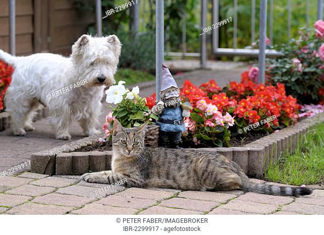 Tabby cat lying in the garden in front of a garden gnome and a flower bed, West Highland Terrier at back
