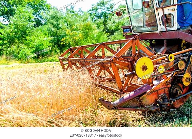 process of harvesting with combine, gathering mature grain crops from fields