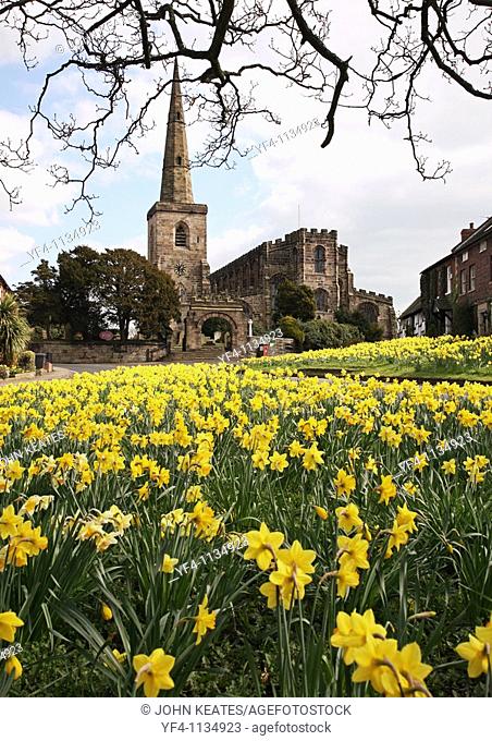 Spring Daffodils on the Village Green with the church in the background at Astbury, Cheshire England UK