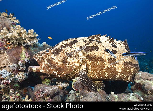 Flowery Grouper beeing cleaned, Epinephelus fuscoguttatus, Red Sea, Ras Mohammed, Egypt