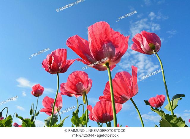 Opium Poppy, Papaver somniferum, Summer, Germerode, Hoher Meissner, Werra Meissner District, Hesse, Germany