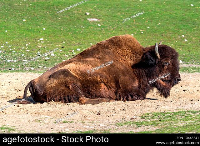 The American bison or simply bison, also commonly known as the American buffalo or simply buffalo, is a North American species of bison that once roamed North...