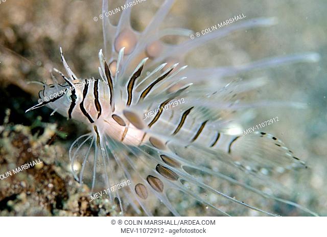 Juvenile Common Lionfish Kareko Point dive site, Lembeh Straits, Sulawesi, Indonesia. Juvenile Common Lionfish