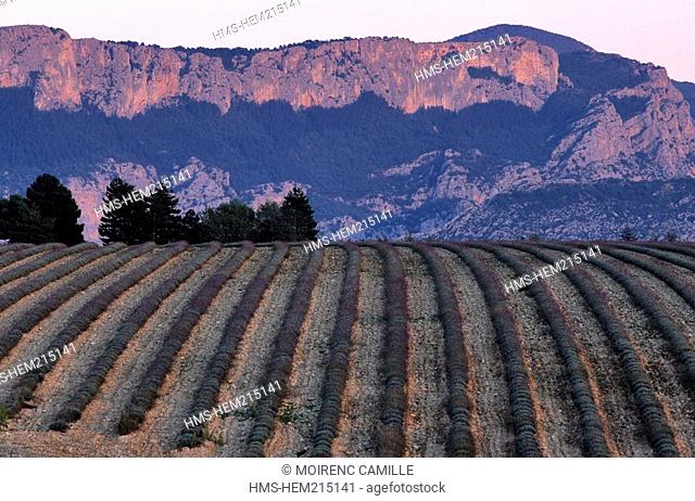 France, Alpes de Haute Provence, Verdon Regional Natural Park, Valensole Plateau, lavander, Gorges du Verdon in the background