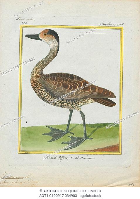 Dendrocygna arborea, Print, The West Indian whistling duck (Dendrocygna arborea) is a whistling duck that breeds in the Caribbean