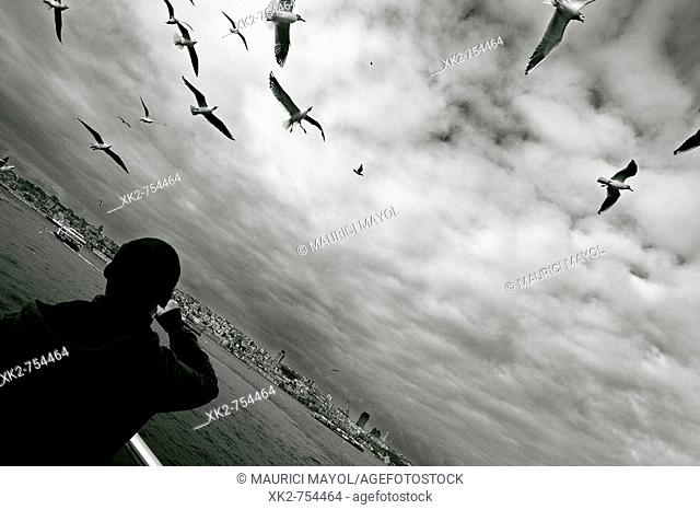 Seagulls fed on a boat trip, Istanbul, Turkey