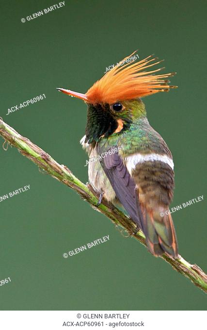 Rufous-crested Coquette Lophornis delattrei perched on a branch in Peru