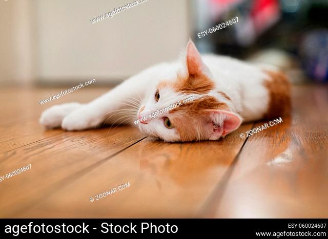 Housepet Tabby Cat Cute Lying on Wooden Floor Bored Closeup Animal Pretty Fur