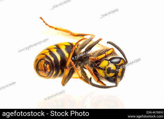Macro of a dead wasp (Vespula vulgaris), isolated on white