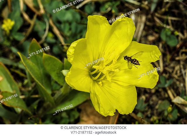 Taxomerus Hover Fly (Taxomerus sp.) Feeding on Evening Primrose (Oenothera biennis)