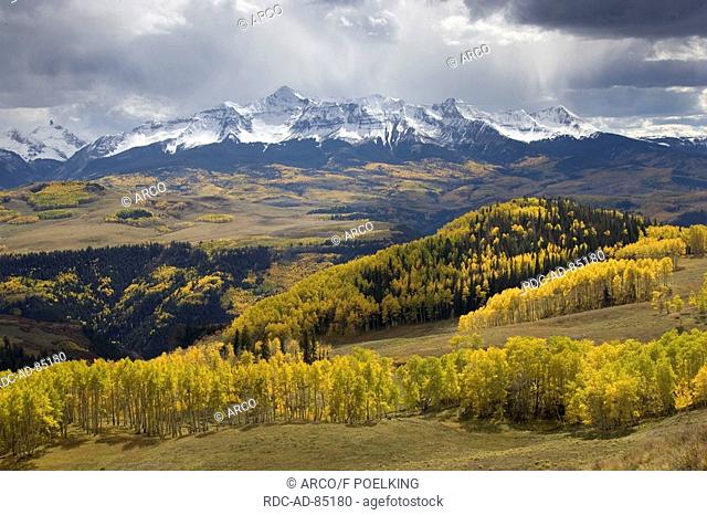 Mixed forest with Aspen and Colorado Blue Spruce in autumn San Juan Mountains Colorado USA
