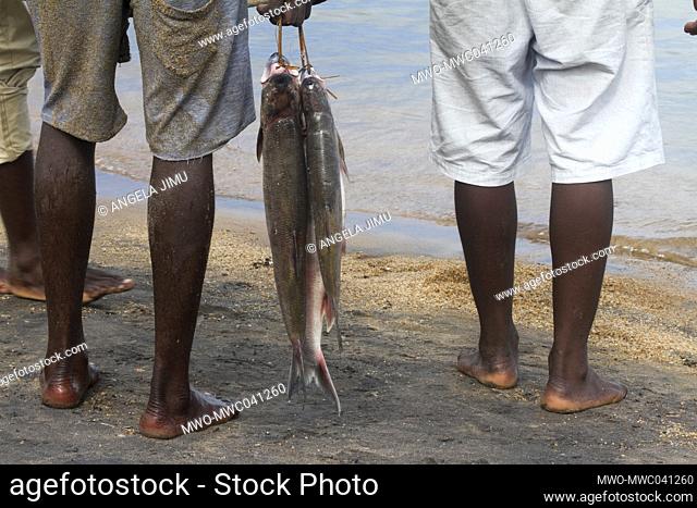 Fish at Senga Bay on the shores of Lake Malawi. The fish are sold and cooked on the beach by revellers. Salima, Malawi