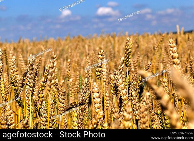 wheat spikelets in the field in the summer, ready for harvest grain