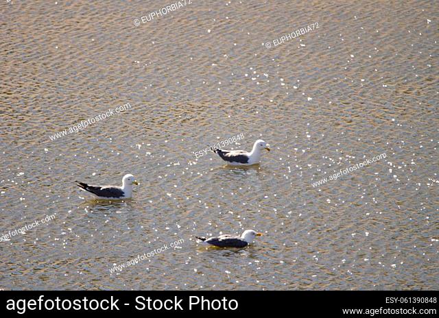 Yellow-legged gulls Larus michaellis atlantis. Raso Grande dam. Alajero. La Gomera. Canary Islands. Spain