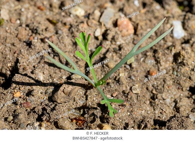Californian poppy, California poppy, gold poppy (Eschscholzia californica), seedling