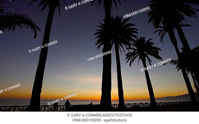 Dusk Santa Monica Pallisades, palm trees silhouettes, CA, USA