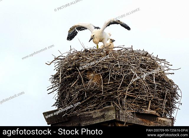 08 July 2020, Saxony-Anhalt, Loburg: A young white stork is doing his first flight exercises in his nest on the stork farm