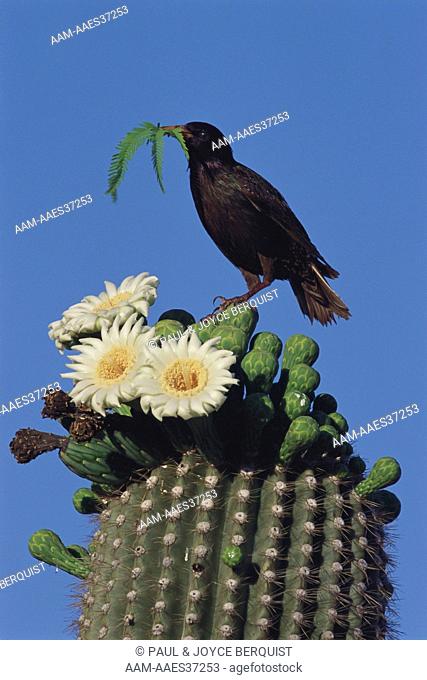 Red Winged Blackbird on Saguaro Cactus (Agelaius phoeniceus)
