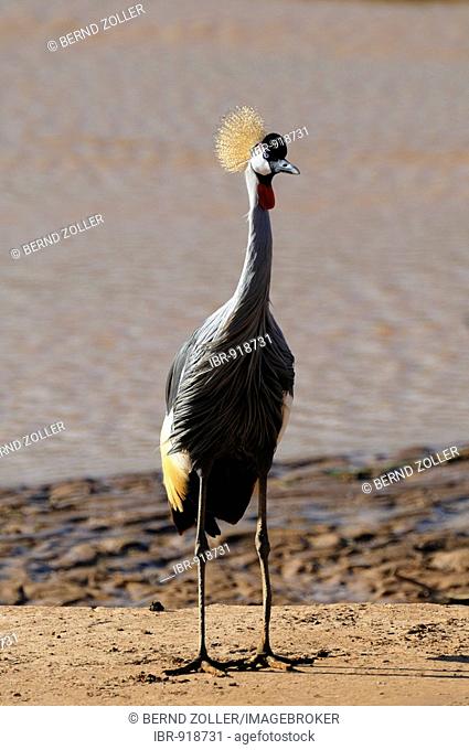 Black Crowned Crane (Balearica pavonina), Samburu National Reserve, Kenya, East Africa, Africa