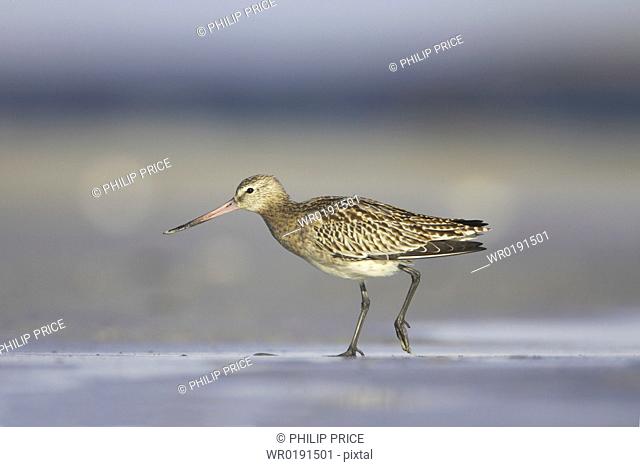 Bar-Tailed Godwit Limosa lapponica walking while foraging for food on beach, back foot up Gott Bay, Argyll, Scotland, UK