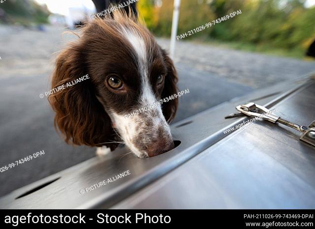 26 October 2021, Hessen, Frankfurt/Main: The species protection sniffer dog Finya, a Cocker Spaniel - Springer Spaniel, searches for the scent of a smooth snake...