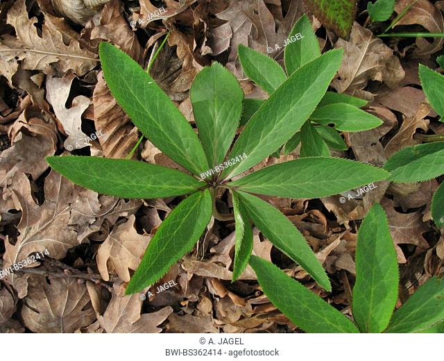 Greek hellebore (Helleborus cyclophyllus), leaf