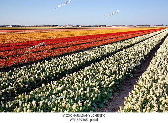 Field of tulips in Netherlands