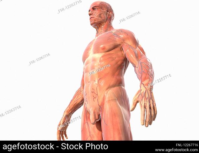 Muscules of a man, illustration