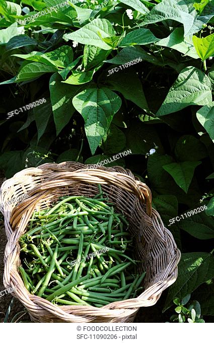A basket of freshly harvested green beans
