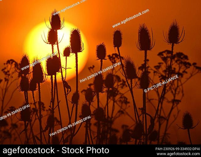 26 September 2023, Brandenburg, Sieversdorf: The sunrise shines over a meadow with the withered inflorescences of wild cardoon