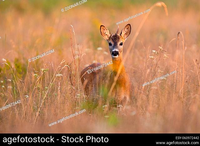 Young roe deer, capreolus capreolus, looking to the camera on dry field in summer. Roebuck standing in long grass in sunlight