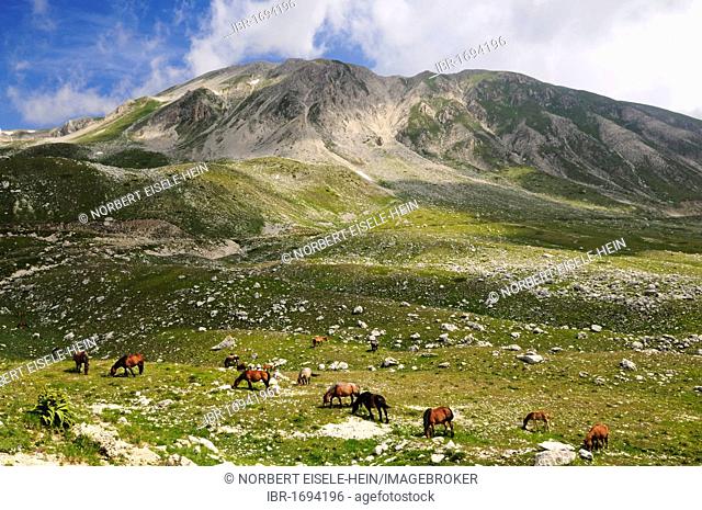 Transhumance, feral horses, Abruzzo, Campo Imperatore, Gran Sasso National Park, Abruzzo, Italy, Europe