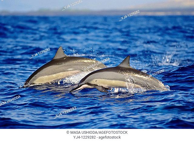 Hawaiian spinner dolphins, Stenella longirostris longirostris, porpoising, Kona Coast, Big Island, Hawaii, USA, Pacific Ocean
