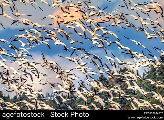 Thousands Snow Geese Flying Skagit Valley Washington