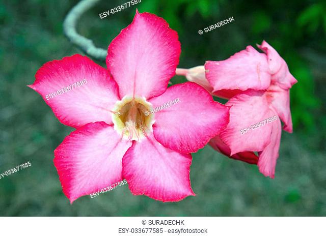 Pink Desert rose flower (Other names are desert rose, Mock Azalea, Pinkbignonia, Impala lily, Adenium obesum, Chuanchom) in Rama 9 national garden (local name)...