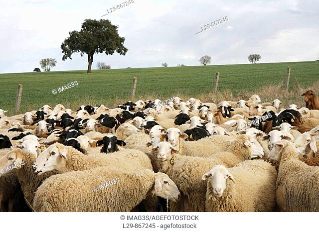 Flock of 'assaf' breed in Almendra. Zamora province, Castilla-León, Spain