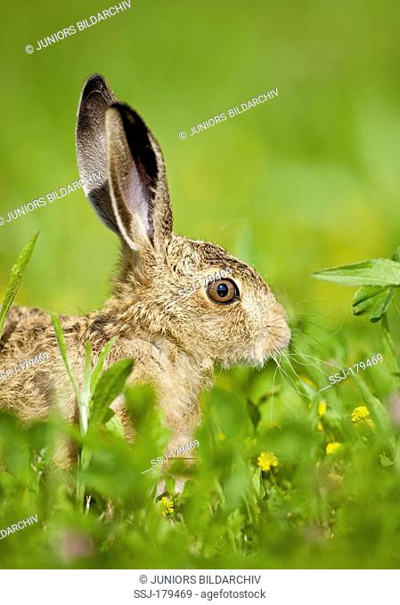 European Brown Hare (Lepus europaeus). Juvenile in grass