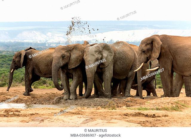 South Africa, elephants, body care with mud