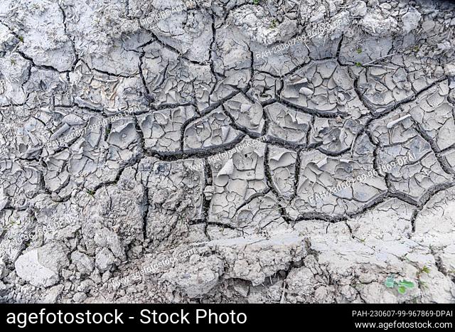 03 June 2023, Schleswig-Holstein, Barkhorst: Dry soil has cracked into cracked clods on the surface of a canola field. Photo: Markus Scholz/