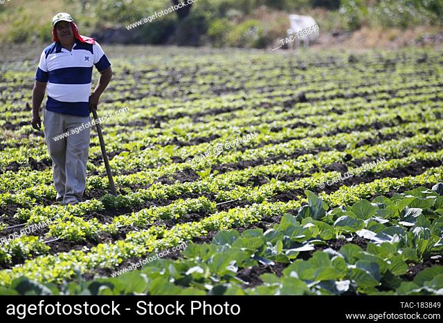 COPANDARO, MEXICO - NOVEMBER 12: A farmer is seen working during the vegetable harvest amid the new Covid-19 pandemic on November 12, 2020 in Copandaro, Mexico