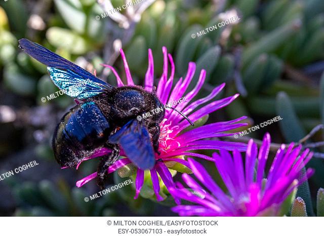 Violet Carpenter bee (Xylocopa violacea) feeding on nectar from the pink flowers of Carpobrotus succulent plants in Tuscany, Italy