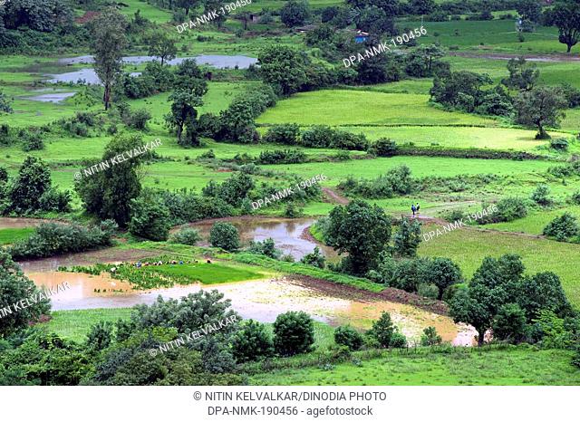 paddy fields malavli pune Maharashtra India Asia